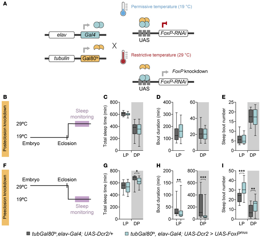 FoxP is required during development for adult sleep.
(A) Schematic repre...