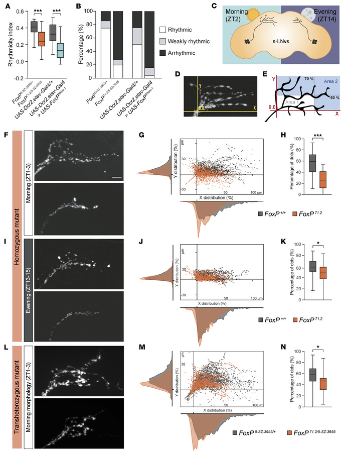 FoxP loss leads to circadian rhythmicity defects and abolishes PDF-secre...