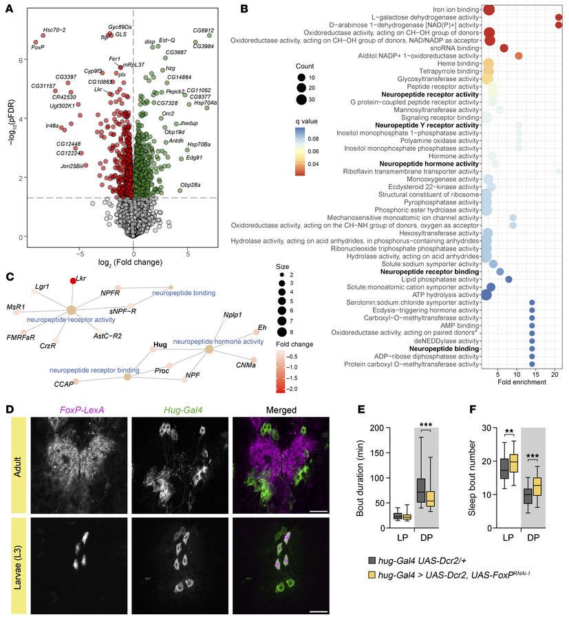 FoxP regulates genes involved in neuropeptide signaling and controls sle...