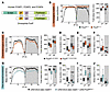 FoxP is required in Drosophila neurons to safeguard normal sleep duration a
