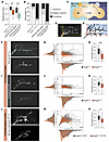 FoxP loss leads to circadian rhythmicity defects and abolishes PDF-secretin