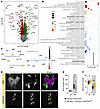 FoxP regulates genes involved in neuropeptide signaling and controls sleep