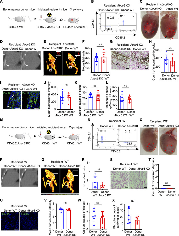 Bone marrow–derived cells do not affect ectopic cardiac calcification.
(...