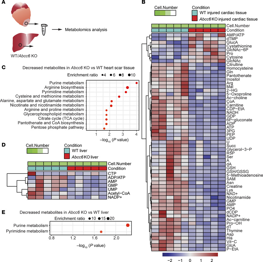 Loss of Abcc6 alters metabolites in the injured myocardium.
(A) Schemati...