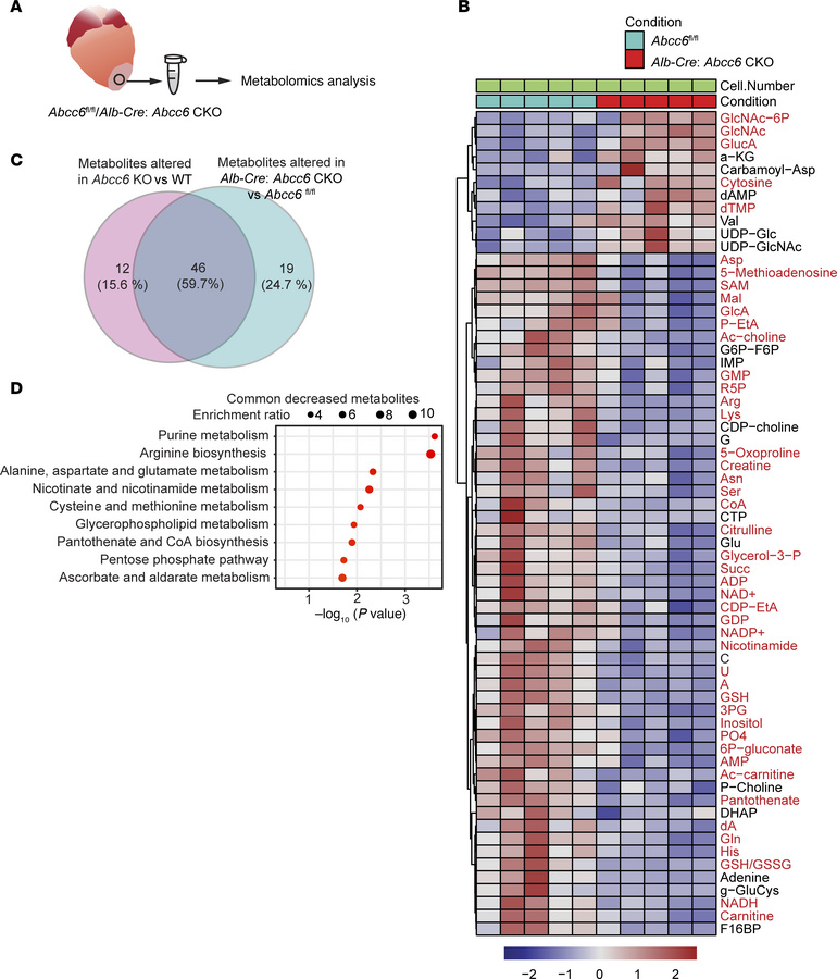 Liver-specific deletion of Abcc6 leads to metabolic abnormalities in the...