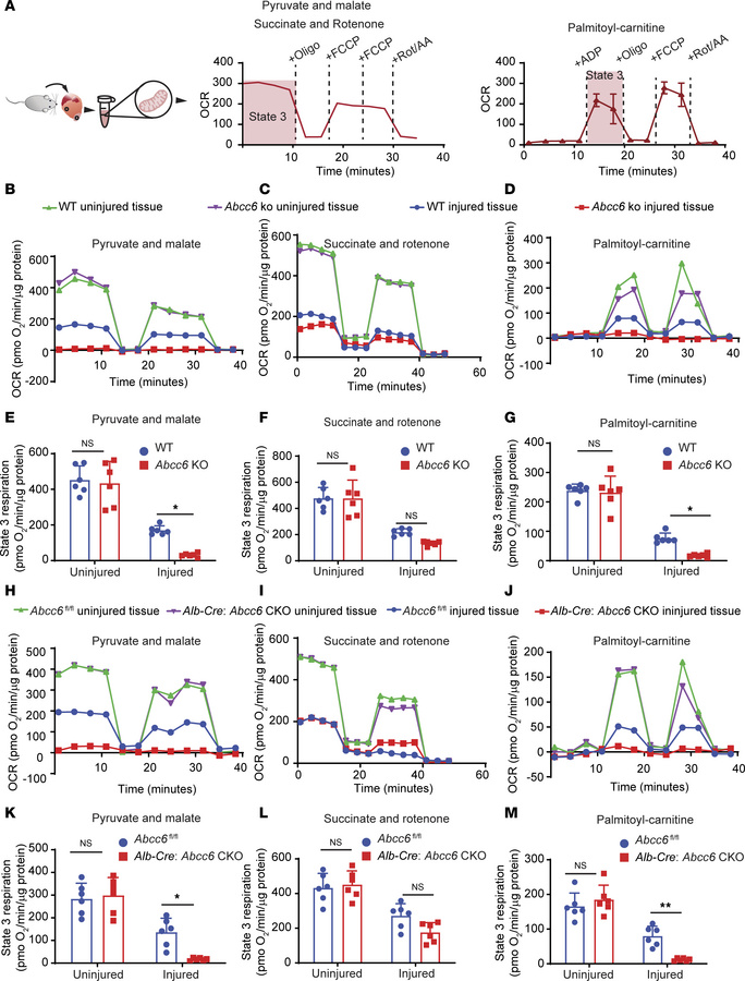 Mitochondrial oxygen consumption of injured heart tissue is reduced in g...