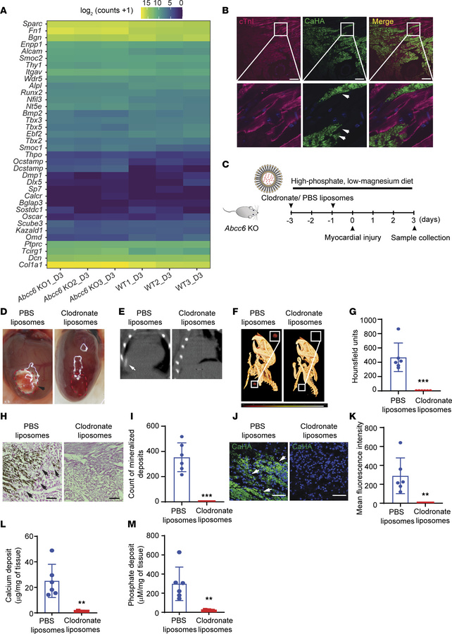 Clodronate inhibits cardiac calcification in animals deficient in Abcc6....