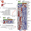 Loss of Abcc6 alters metabolites in the injured myocardium.