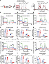 Mitochondrial oxygen consumption of injured heart tissue is reduced in glob