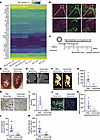 Clodronate inhibits cardiac calcification in animals deficient in Abcc6.