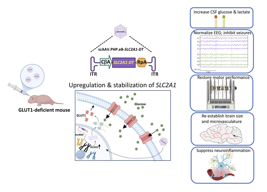 graphical abstract