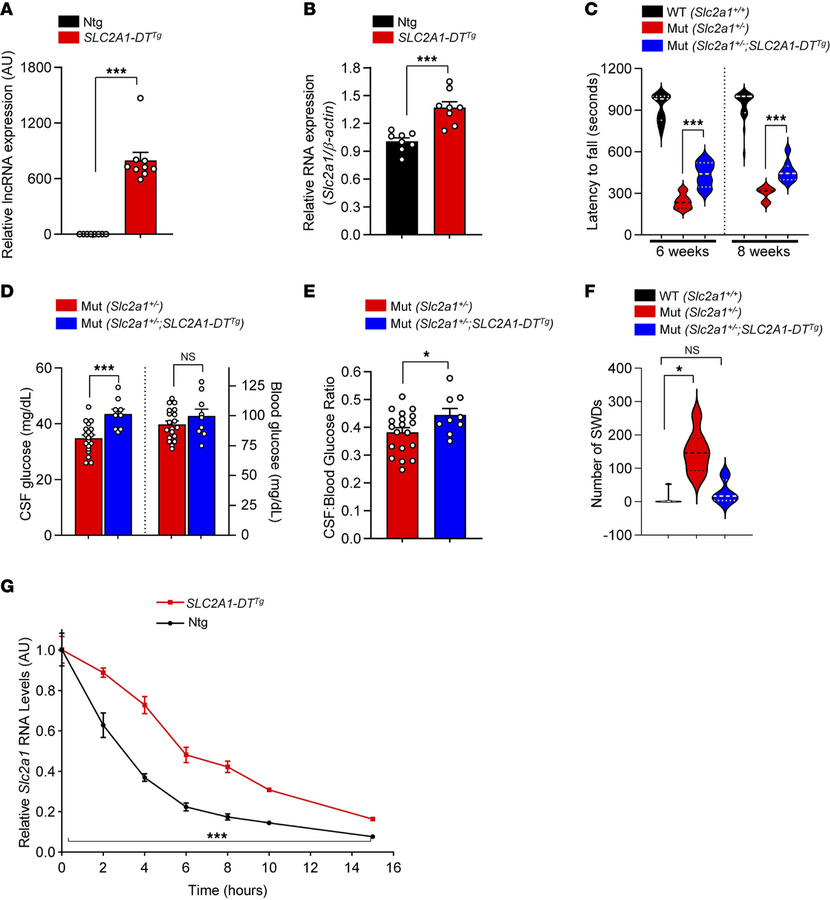 Transgenic expression of the SLC2A1-DT lncRNA stabilizes Slc2a1 transcri...