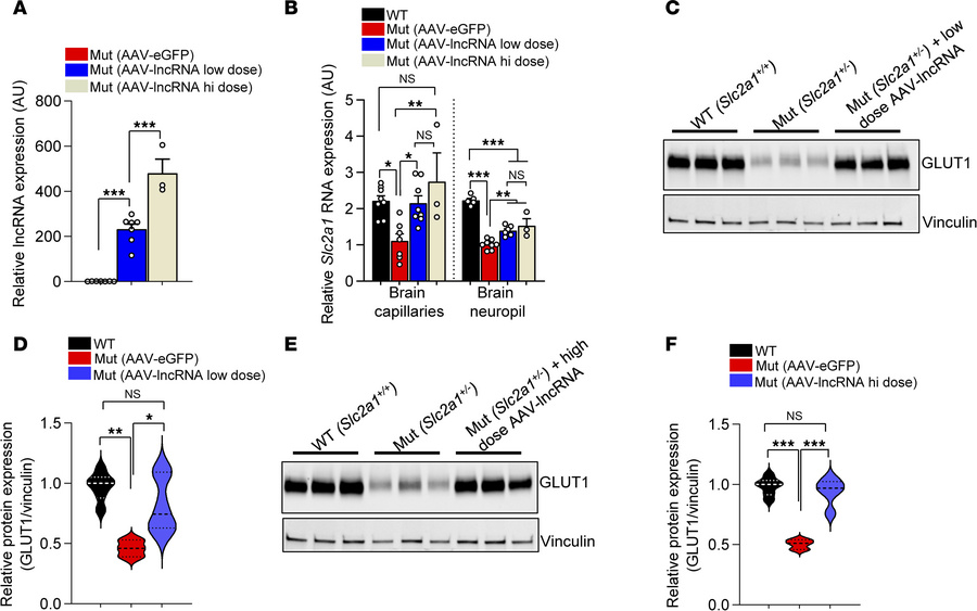 AAV-mediated delivery of the SLC2A1-DT lncRNA stimulates GLUT1 expressio...