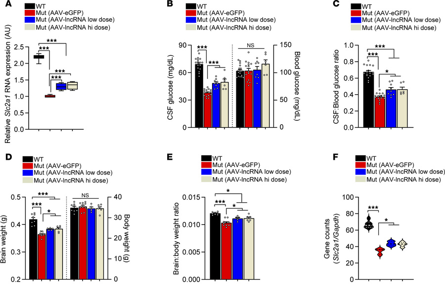 Sustained therapeutic effects deriving from AAV-mediated delivery of the...