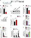 A natural antisense transcript regulates SLC2A1/GLUT1 expression concordant