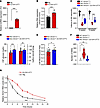 Transgenic expression of the SLC2A1-DT lncRNA stabilizes Slc2a1 transcript