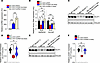 AAV-mediated delivery of the SLC2A1-DT lncRNA stimulates GLUT1 expression i