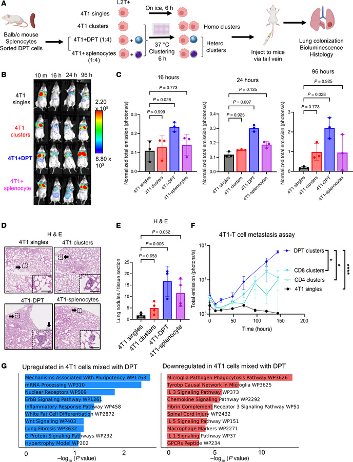 DPT tumor cell clustering promotes metastasis formation in an experiment...
