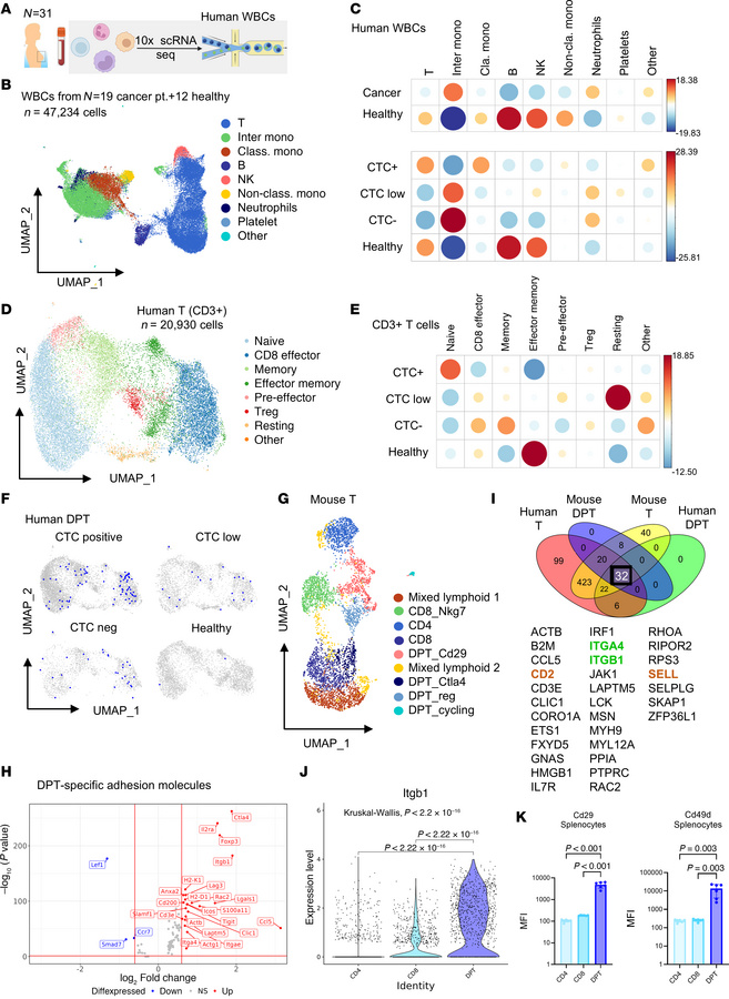 scRNA-Seq reveals enrichment of rare T cell subsets (DPTs) in the blood ...
