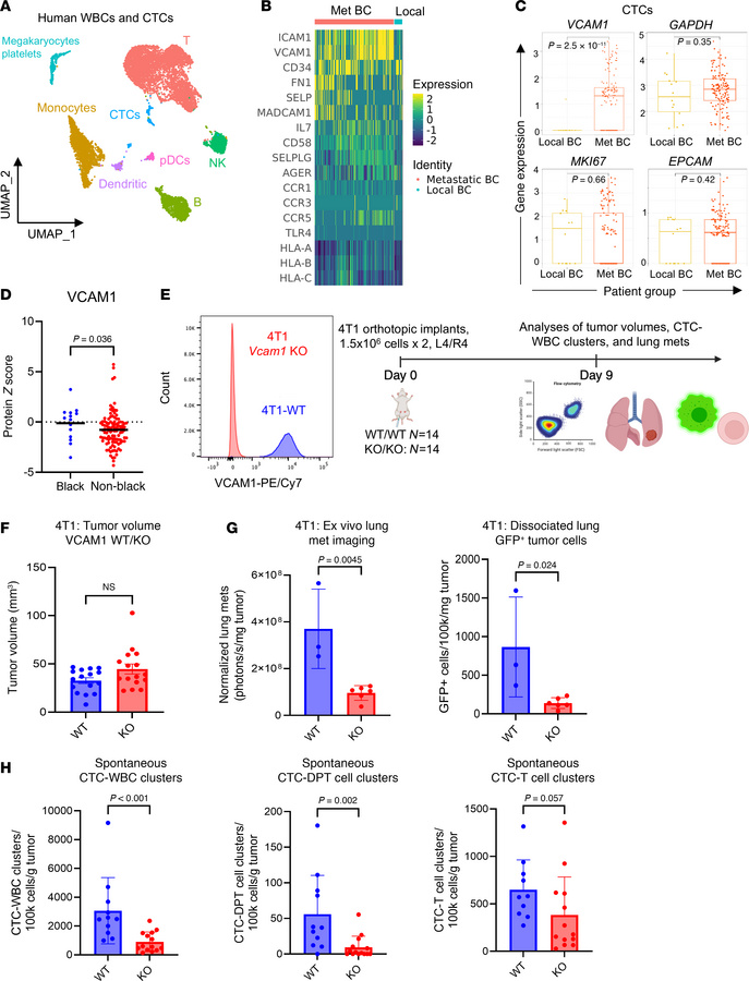 Targeting VCAM1 inhibits spontaneous lung metastasis and CTC-DPT cluster...