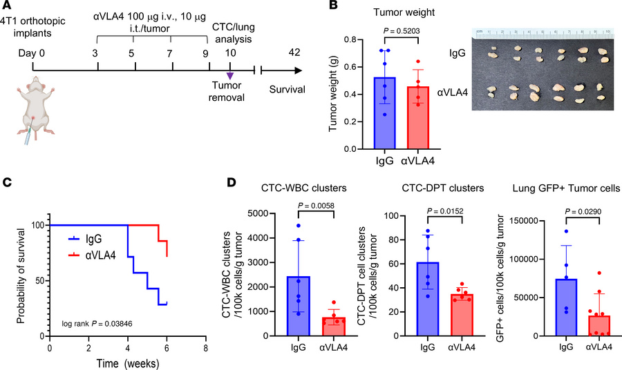 Targeting VLA-4 inhibits spontaneous lung metastasis and CTC-DPT cluster...