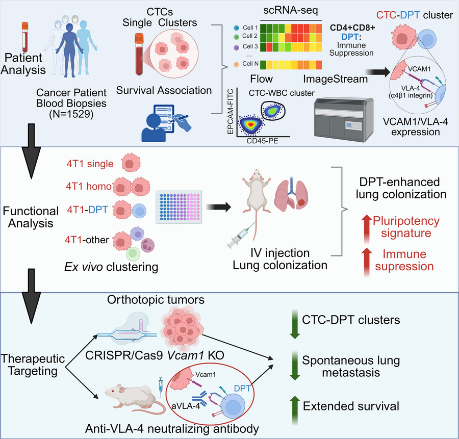 graphical abstract