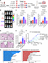 DPT tumor cell clustering promotes metastasis formation in an experimental