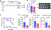 Targeting VLA-4 inhibits spontaneous lung metastasis and CTC-DPT clusters i