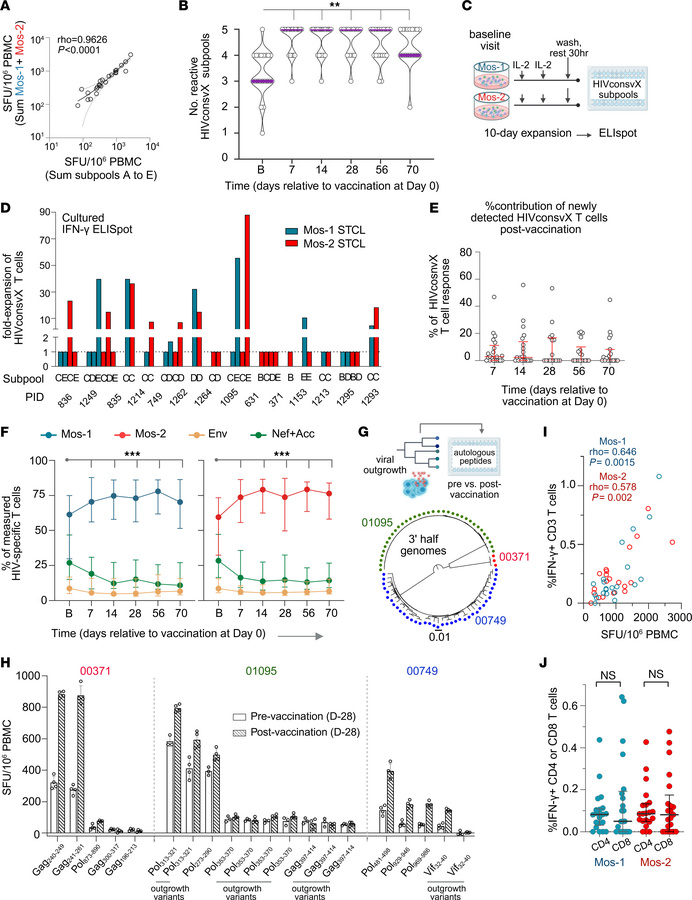 M3/M4/M3M4 vaccination increased the breadth and immunodominance of Mos-...