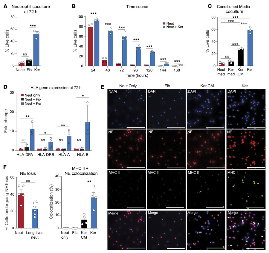 Keratinocytes induce healthy neutrophils to adopt an APC-like state.
(A)...