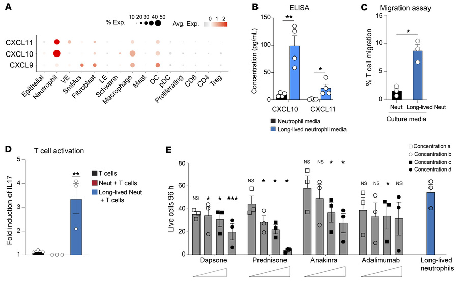 Long-lived neutrophils orchestrate T cell recruitment and activation.
(A...