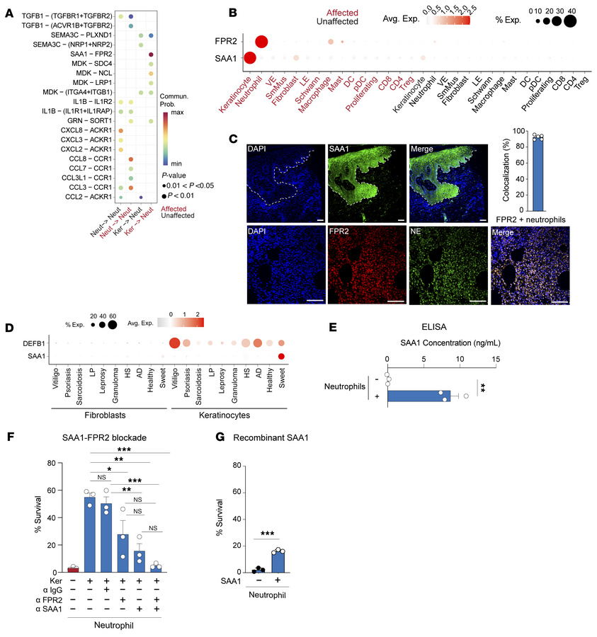 SAA1/FPR2 signaling is necessary and sufficient for neutrophils to adopt...