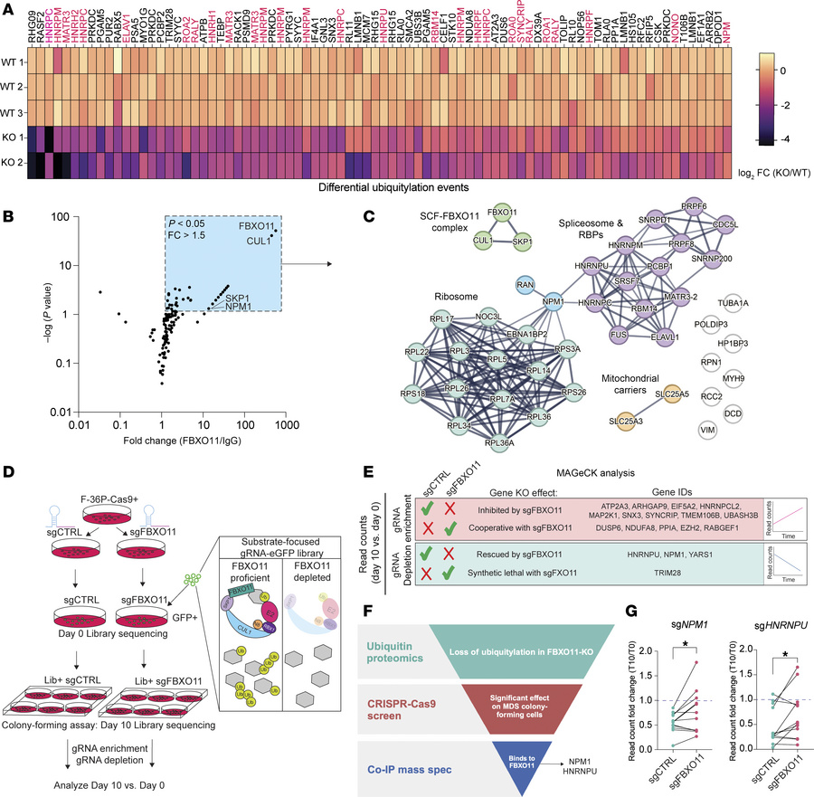 Integrated multiomics defines NPM1 as an SCF-FBXO11 substrate.
(A) Heatm...