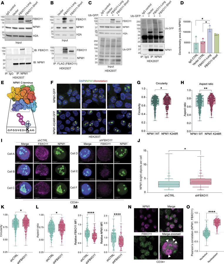 FBXO11 facilitates ubiquitylation of NPM1 and permits its distribution i...