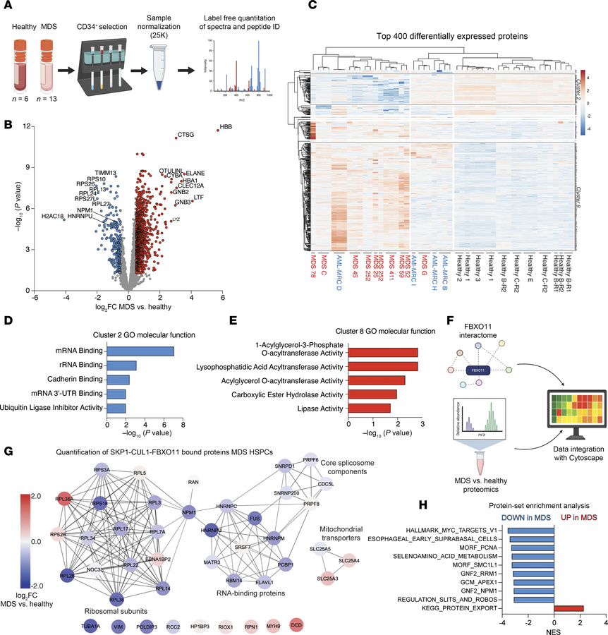 The FBXO11-NPM1 nexus is perturbed in the MDS HSPC proteome.
(A) Workflo...