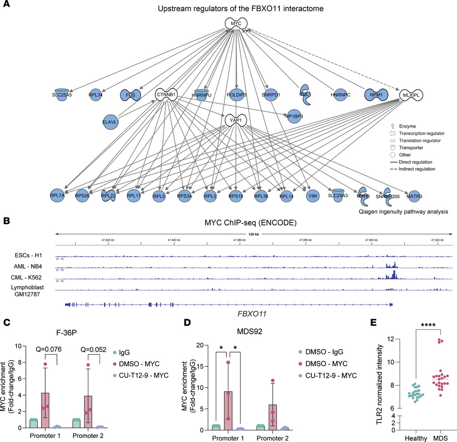 MYC binds the FBXO11 promoter, and this is suppressed by TLR2 activation...