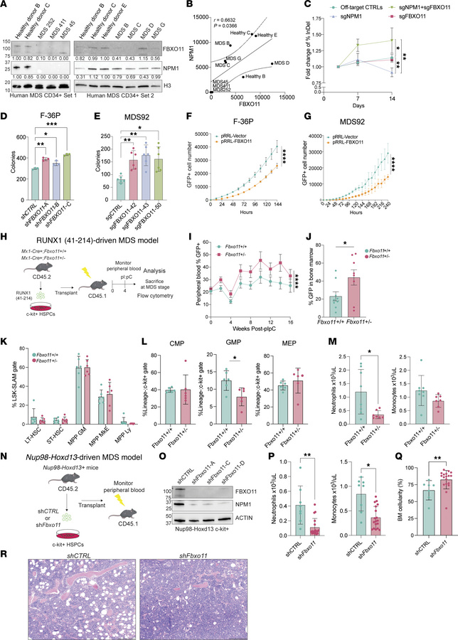 Genetic deletion of Fbxo11 expands MDS progenitors in vitro and worsens ...