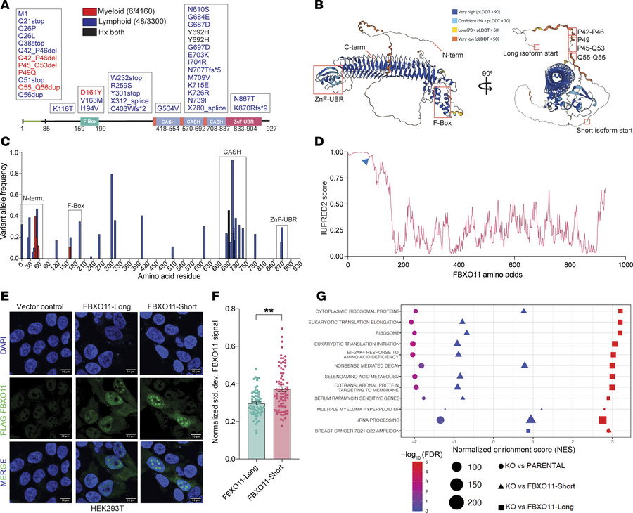 Identification of FBXO11 mutations in myeloid malignancies reveals a fun...