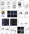 FBXO11 facilitates ubiquitylation of NPM1 and permits its distribution into