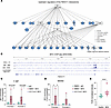 MYC binds the FBXO11 promoter, and this is suppressed by TLR2 activation in