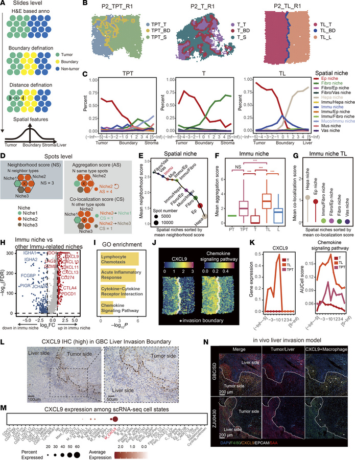 Spatial distribution and molecular characteristics of immune cell niches...