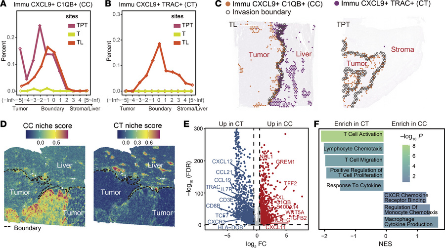 Spatial distribution and molecular characteristics of the Immu subniches...