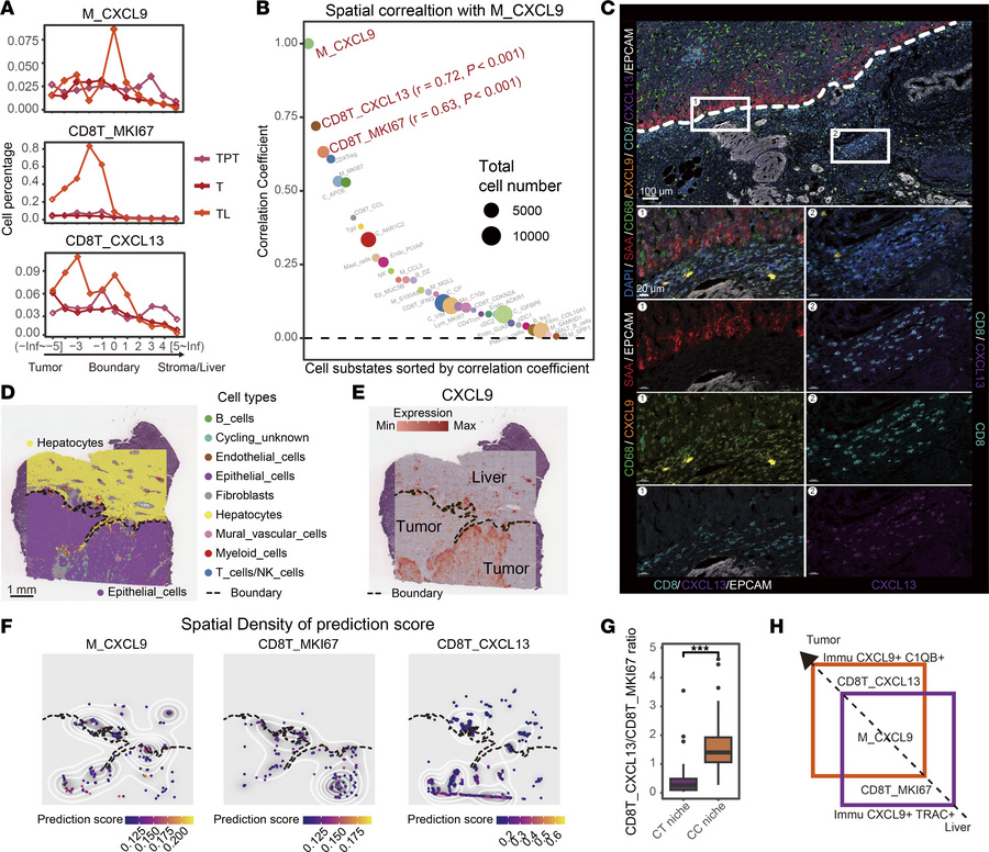 Cellular composition of the Immu subniches.
(A) Average cell abundance o...