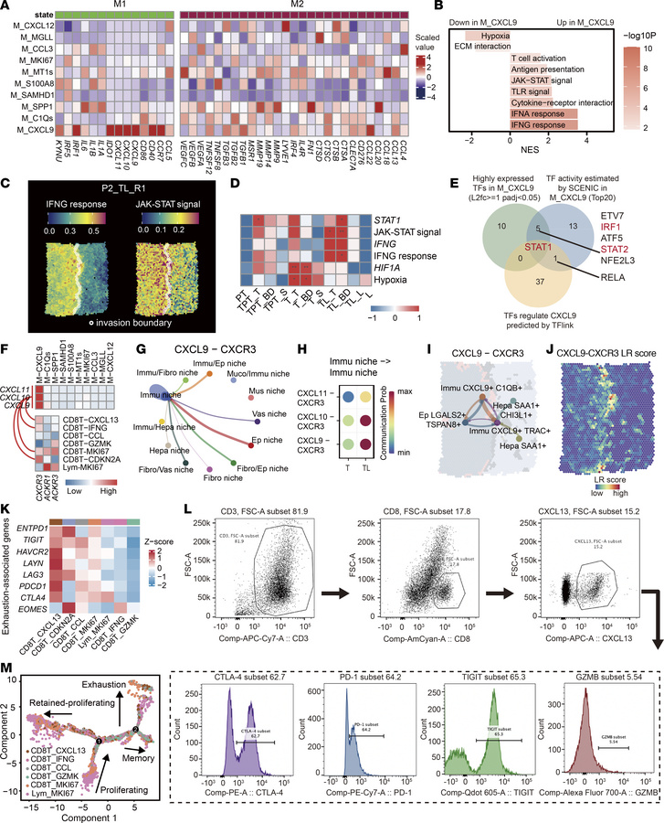 Single-cell characteristics of CXCL9+ macrophages and CD8+ T cells.
(A) ...