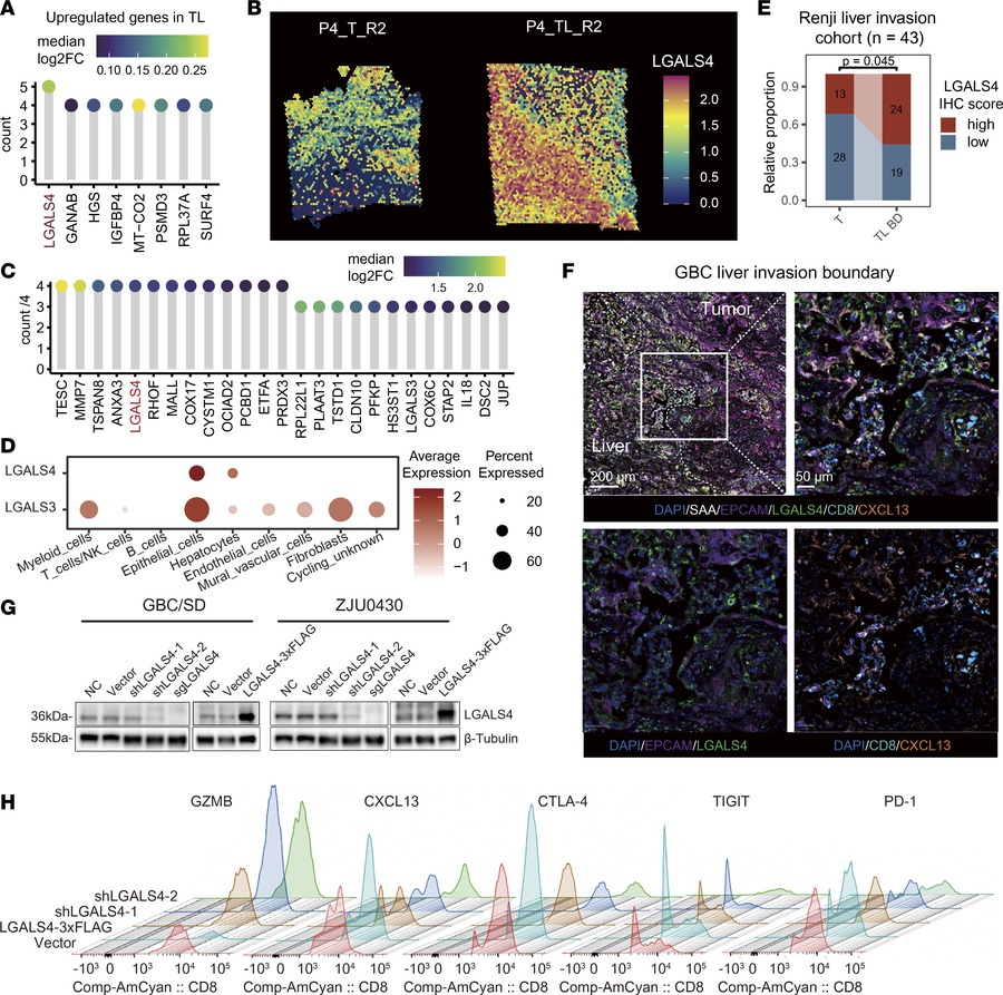 Tumor cells induce CD8+ T cell exhaustion dependent on LGALS4.
(A) Lolli...