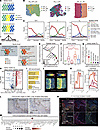 Spatial distribution and molecular characteristics of immune cell niches.