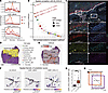 Cellular composition of the Immu subniches.