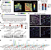 Tumor cells induce CD8+ T cell exhaustion dependent on LGALS4.