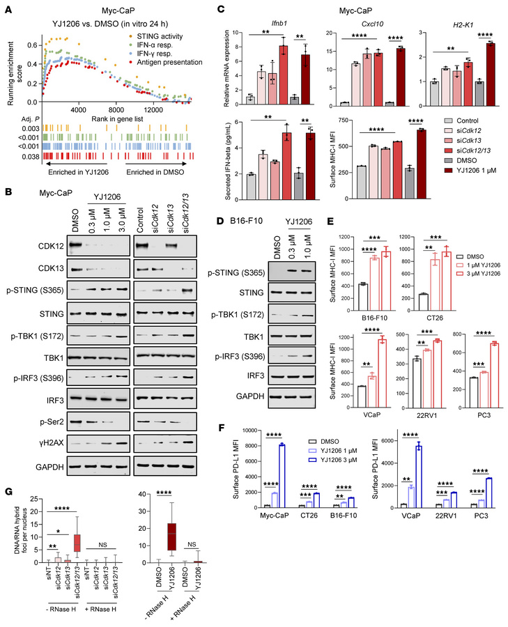 Targeting CDK12/13 activates STING signaling.
(A) Enrichment of the indi...