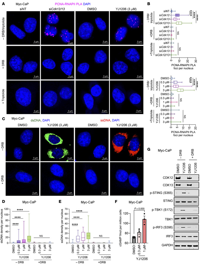STING activation induced by CDK12/13 inactivation is TRC dependent.
(A a...